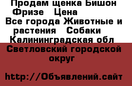 Продам щенка Бишон Фризе › Цена ­ 30 000 - Все города Животные и растения » Собаки   . Калининградская обл.,Светловский городской округ 